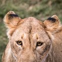 TZA_ARU_Ngorongoro_2016DEC26_Crater_068.jpg